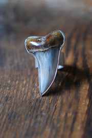 Maritime Ring Great White Shark Tooth