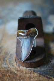 Maritime Ring Great White Shark Tooth