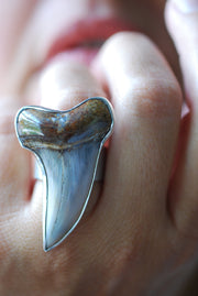 Maritime Ring Great White Shark Tooth
