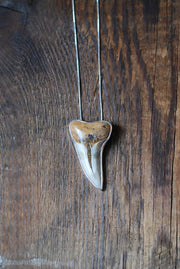 Maritime Pendant Collector's Fossil Shark Tooth Necklace