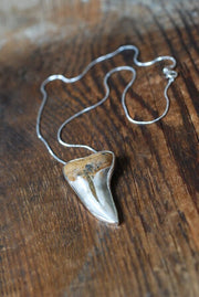 Maritime Pendant Collector's Fossil Shark Tooth Necklace