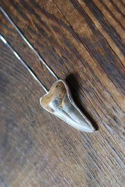 Maritime Pendant Collector's Fossil Shark Tooth Necklace
