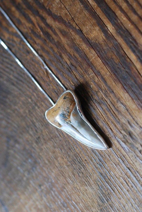 Maritime Pendant Collector's Fossil Shark Tooth Necklace