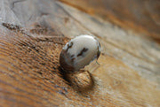 Wishing Ring Dendritic Opal