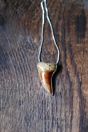 Golden Maritime Pendant Collector's Shark Tooth