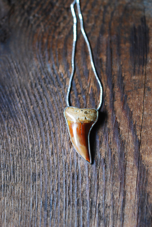 Golden Maritime Pendant Collector's Shark Tooth