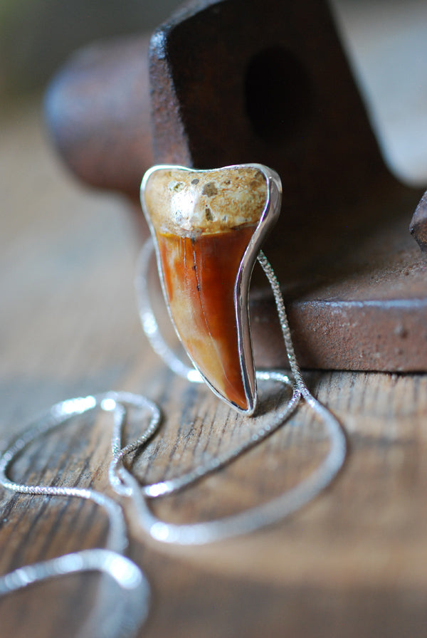 Golden Maritime Pendant Collector's Shark Tooth