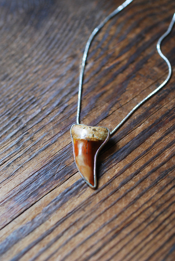 Golden Maritime Pendant Collector's Shark Tooth