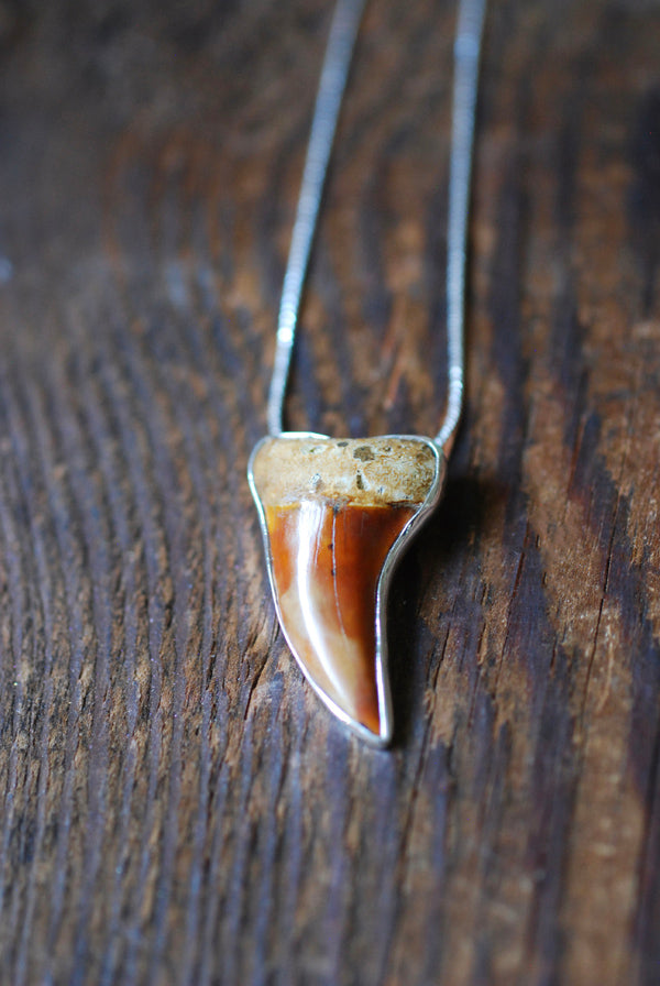 Golden Maritime Pendant Collector's Shark Tooth