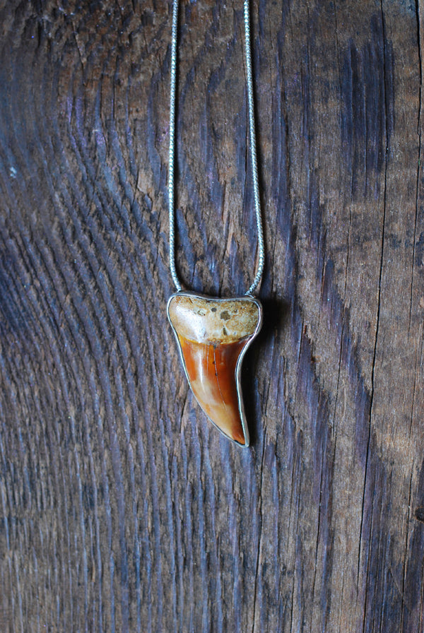Golden Maritime Pendant Collector's Shark Tooth