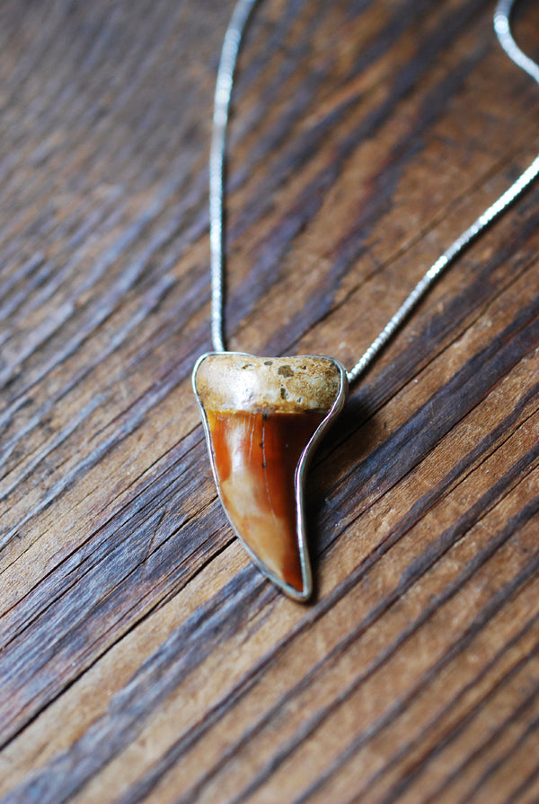 Golden Maritime Pendant Collector's Shark Tooth