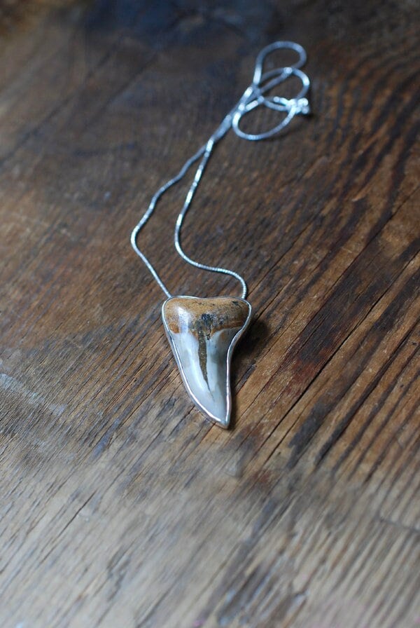 Maritime Pendant Collector's Fossil Shark Tooth Necklace
