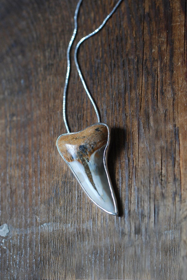 Maritime Pendant Collector's Fossil Shark Tooth Necklace