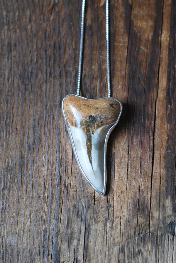Maritime Pendant Collector's Fossil Shark Tooth Necklace